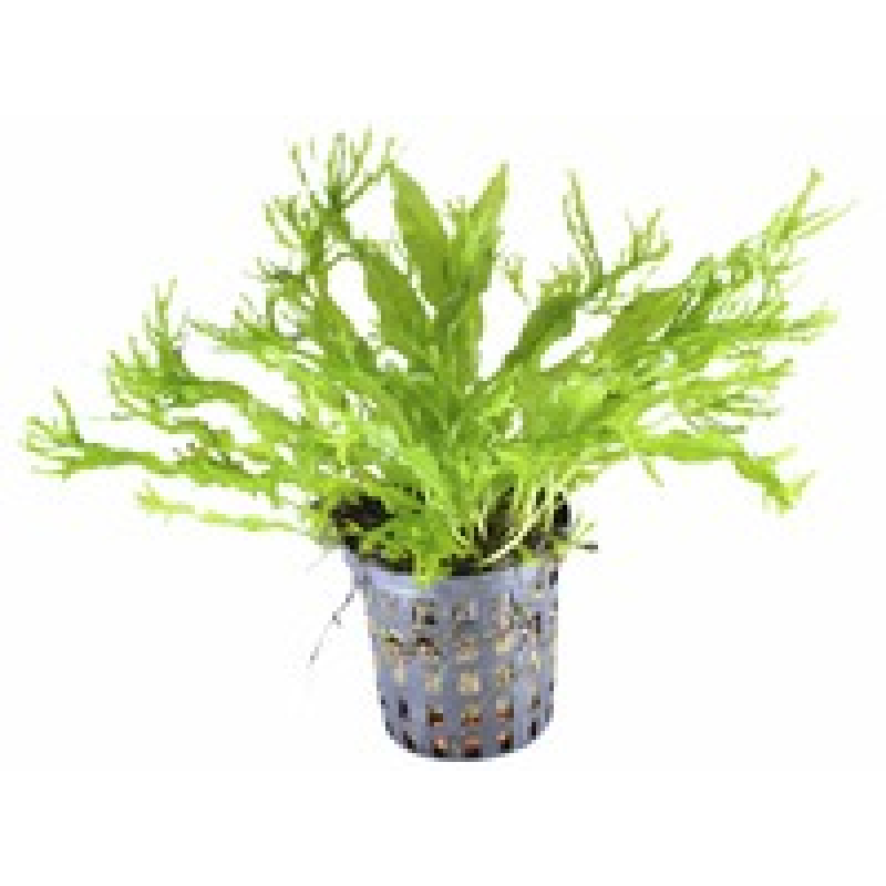 6x Microsorum Pteropus Windelov